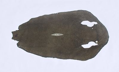Genuine Stingray skin: Gray (Grade 1)