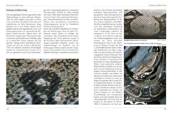 Thumbnail - Boa Constrictor Stefan Binder