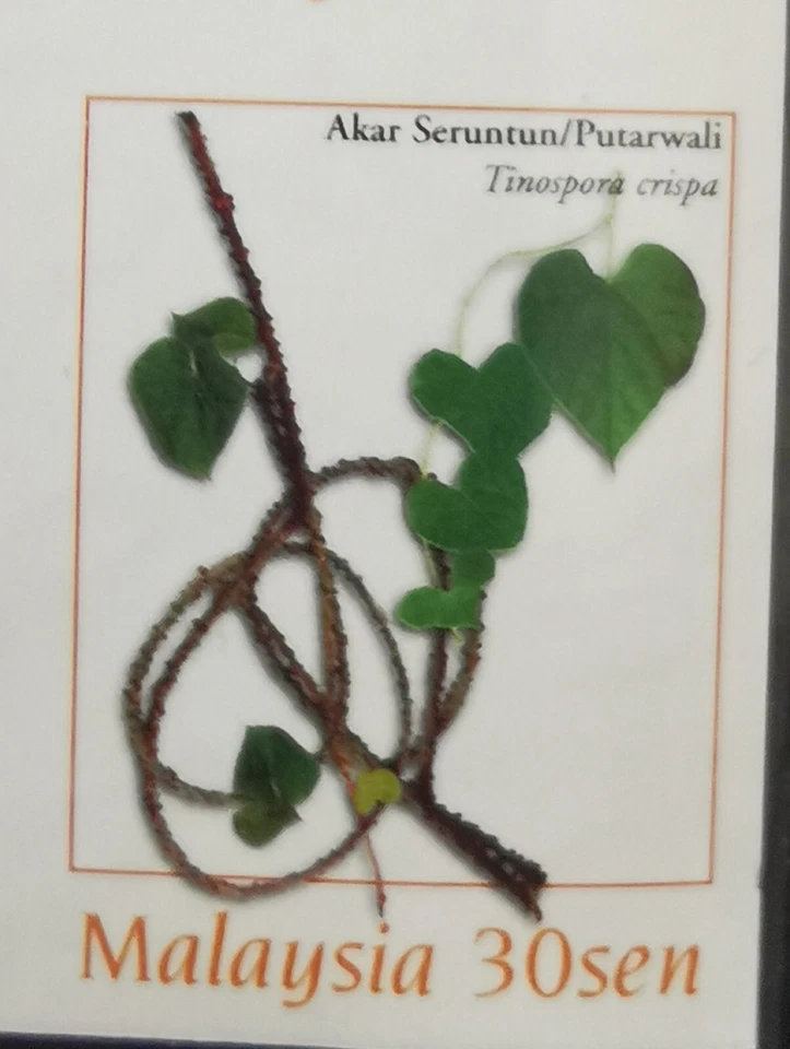 ** Malaysia 1998 Medicinal Plants 30 Sen Stamp Block 4 Imperf RARE - MNH - Image 2 of 3