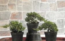  3  Japanese Dwarf Juniper Pre  Bonsai trees
