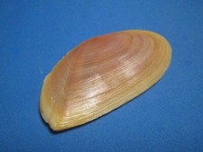 Tellina foliacea Linnaeus, 1758 "RUSTY-ORANGE TONES" (68.6mm)