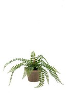 Artplants Deko Pflanze Knopffarn Belona Im Terracottatopf, GrüN, 50Cm
