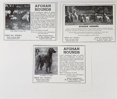 1936 Afghan Hounds Shaw McKean Prides Hill Kennels LOT PHOTO PRINT ADS 
