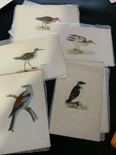 Antique Colour Plate Print F O Morris A History Of British Birds Hand Coloured