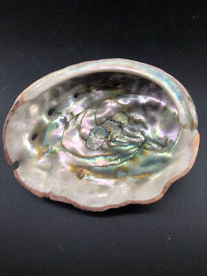 Large 7.5  X 6  Natural Abalone Shell 12 Ounce Trinket Dish Display