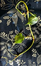 Philodendron Silver Stripe Variegated Heart Leaf Cutting Nodes Pre-rooted