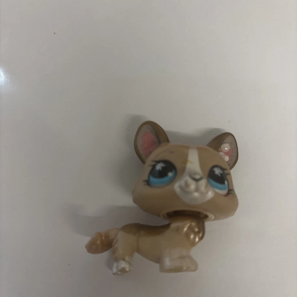 Littlest Pet Shop LPS Marrón Brillo Corgi #871 Salpicaduras de Pintura Ojos Azules Foto 3 de 3