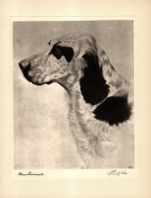 1930s Antique English Setter Print Bert Cobb Hunting Dog Wall Art Decor 6553Q