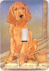 Irish Setter Single Light Switch Cover (b) - Picture 1 of 1