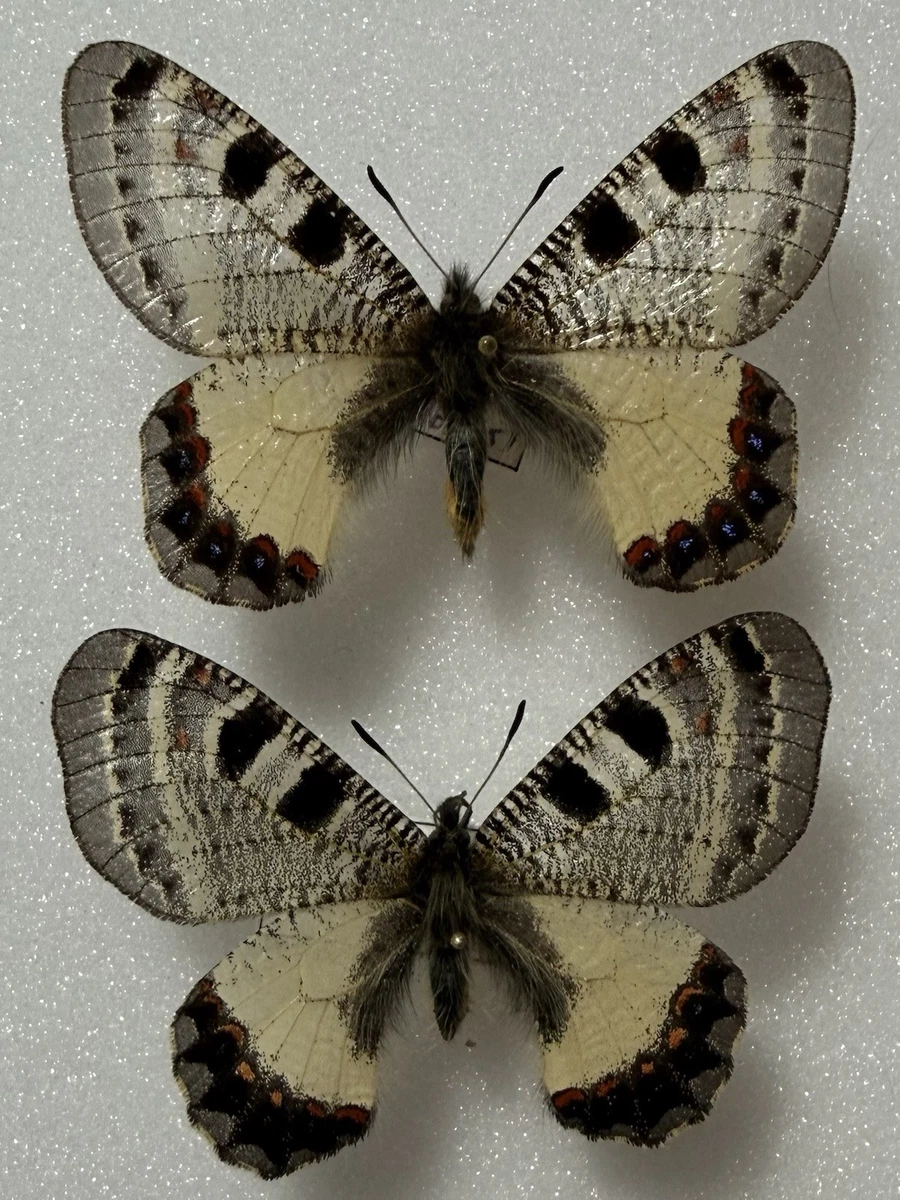 Parnassius Butterfly for sale | eBay