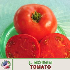 10 J. Moran Tomato Seeds, Heirloom, Non-GMO, Genuine USA