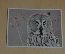 1x Postkarten BARTKAUZ Vogel Kauz Eule Vögel