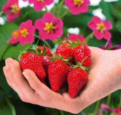 20 graines de Fraisier/fraise Alpine Toscana / 20 seed Red Strawberry  Toscana | eBay