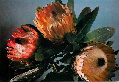Ansichtskarte ~ Blumen, Schwarzbartprotee, Südafrika