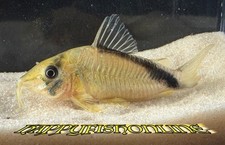  5 RARE BRAND NEW CORYDORAS CW219 GORGEOUS HEALTHY YOUNG LIVE FISH WC 5-6 CM