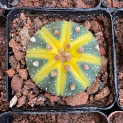 3PCS Astrophytum Asterias Variegated Cactaceae Succulent Cactus plant 3-4CM
