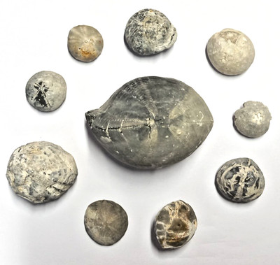 Seeigel Fossilien 10 Echinocorys  2-8cm Fund 2009 Kobrow Schwerin #FOS077