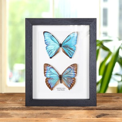 Aega Morpho Schmetterling männlich & weiblich Paar in Box Rahmen (Morpho aega)