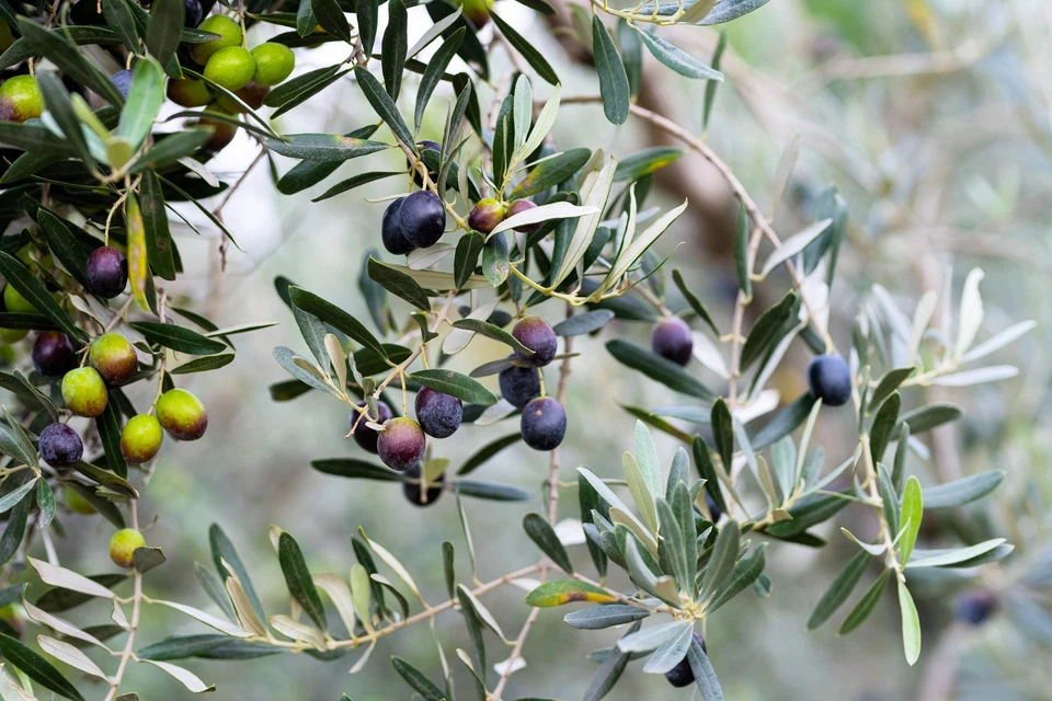 10 CANINO OLIVE TREE Olea Europaea Edible European Common Green Black Fruit Seed - Image 4 of 4