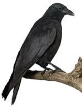 30 Custom Raven Personalized Address Labels