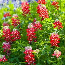 100 Maroon Red Texas Bluebonnet Seeds - Heirloom NonGMO Very Rare Very Beautiful