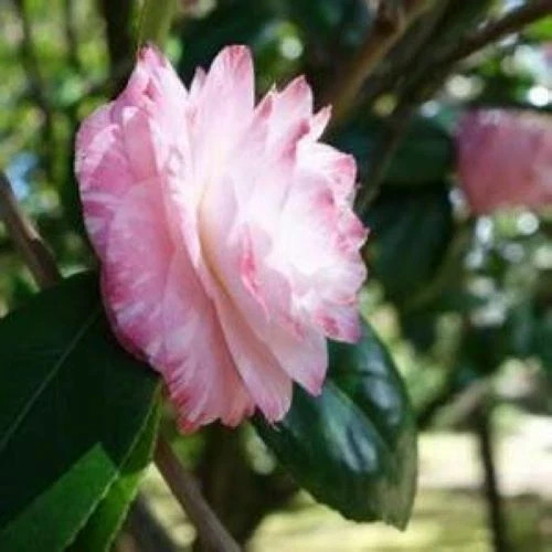 *GRACE ALBRITTON*Bicolor Bloom**Camellia Japonica-Live Starter Plant -USA SELLER