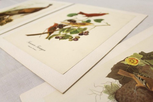 Set of 5 Vintage Audubon Folio Great Birds of America Litho Prints 9" x 12" - Picture 15 of 19