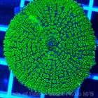 Corals of Eden ~ WYSIWYG Live Coral Frag ~ Radioactive Shroom Coral ~ LPS — photo 4