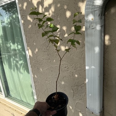 Eugenia uniflora  Regina  Seedling Fruit Tree