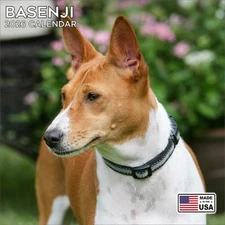 Basenji Calendar 2026 - Dog Breed Wall Calendar - Made in the USA!