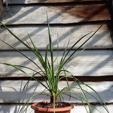 Yucca filifera, łącznie 77 cm, doniczka Ø 26 cm (WH01)