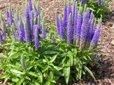&Auml;hriger Ehrenpreis Veronica spicata Spiked Speedwell 50+ Samen - Seeds E 206