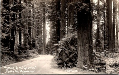Vintage RPPC Postcard Avenue of the Giants Redwood Trees  CA California     X410