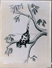 1940 Photo Sketch Of Mammal With Prehensile Tail Hanging From Branch Animals 7X9