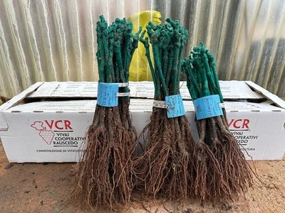 Barbatelle Uva vite piante innestate da vino e da tavola, prima scelta a radici