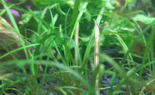 Helanthium tenellum 