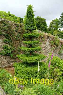 Foto 6x4 Englische Eibe (Taxus baccata) Taxus baccata topiary in Plas Cadna c2016