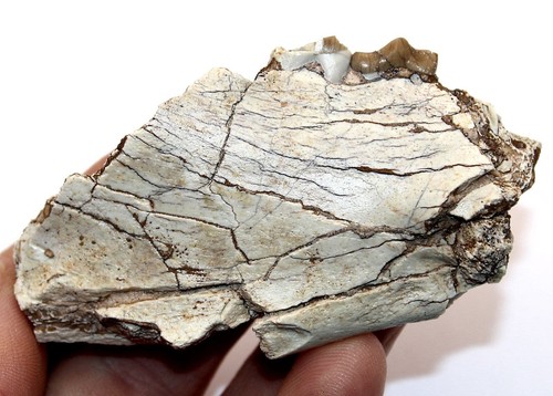 Merycoidodon Jaw Section, From Nebraska, Oligocene age fossils Ref:WS6.CRJ1 - Picture 2 of 6