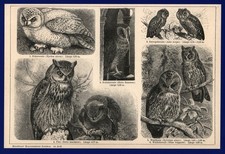 Druck anno 1896 - Eulen Vögel Schleiereule Uhu Kauz Zwergohreule Kauz Schneeeule