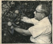 1969 Press Photo Anthony Greco Admiring His Satsuma Mandarins-Citrus Garden