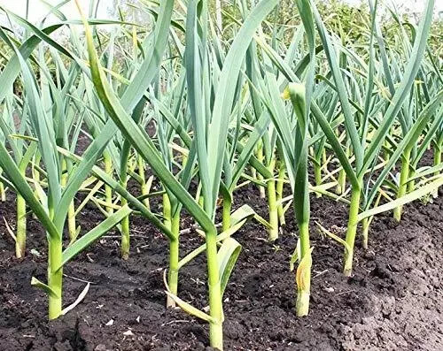 US Farmers All Natural Fresh Finest Knoblauchpulver 7 Pfund gebrauchsfertige Gewürze - Bild 9 von 10