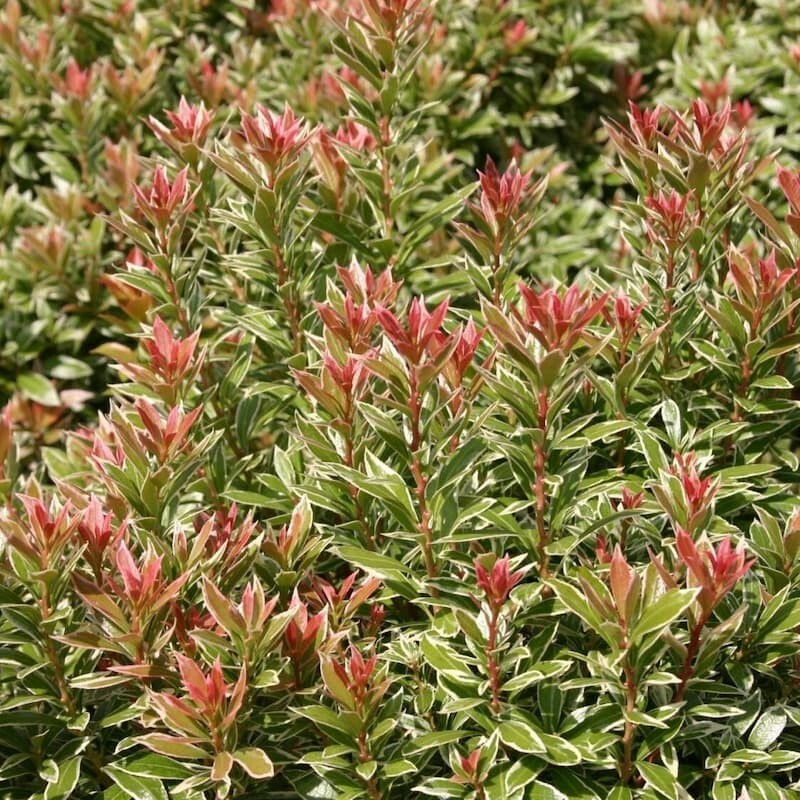 Pieris japonica Little heath terre de bruyère arbuste de haie basse 3L