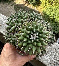 Mammillaria Compressa GRANDE!  (Copiapoa, Eriosyce, Coryphantha, Echinocactus)