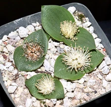 Massonia pseudoechinata Smaller form, 10 yo plant