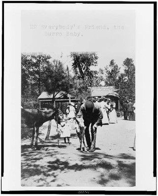 Everybody's friend,burro baby,donkeys,Cheyenne Canyon carriage depot,CO,c1908