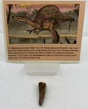 Spinosaurus Teeth Dinosaur F0SSIL Before T Rex Cretaceous J508