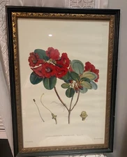 VTG Botanical  - reproduction, by JHD, framed, Under Glass, size is 25" x 18".
