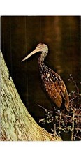 Dade Thornton Limpkin Bird Postcard 1950s Audubon Society Ornithology Florida