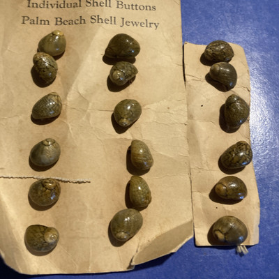 Ocean Snail SHELL VINTAGE Button 18 On Card RARE PALM BEACH SHELL JEWELRY UNUSED