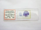 Vintage  Microscope  Slide. Cap and Stem of Psalliota Campestris